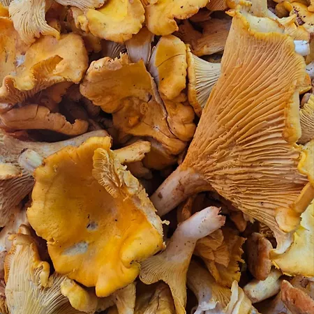 Fjordview Sanctuary